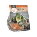 Baltus Artichoke Artisjok bloembollen per 1 stuks